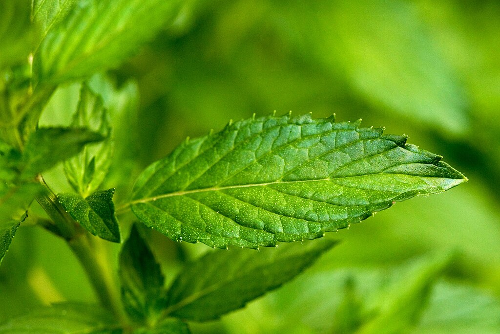 Ant Control with Peppermint Essential Oil